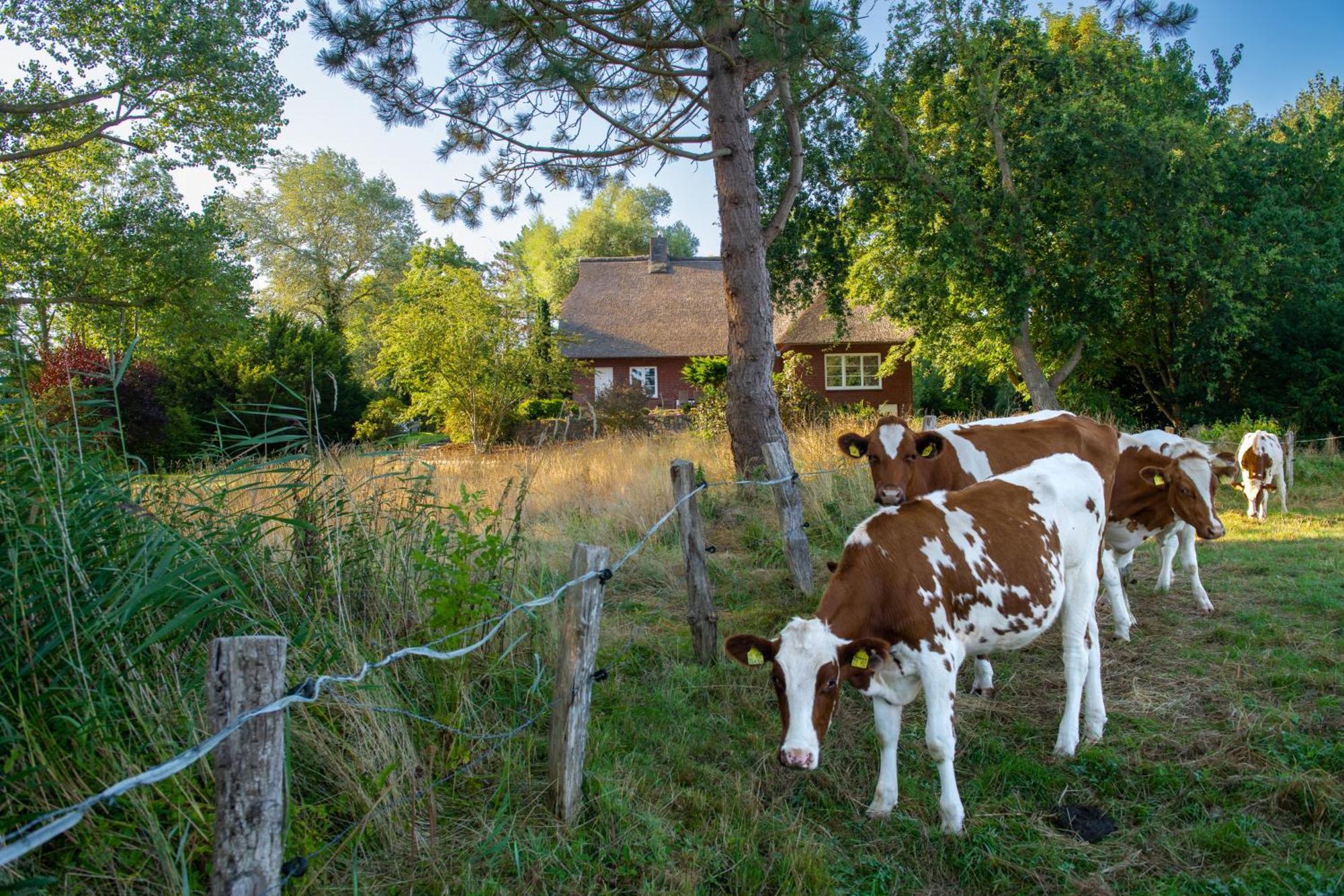 Reetdachhaus Eiderblick Breiholz Exterior foto
